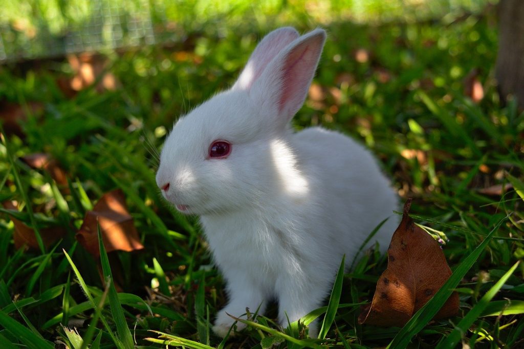Adopt an Easter Bunny