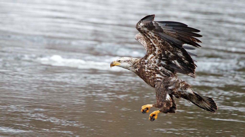 Eagle over water